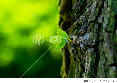 タイワンフウの若葉 5044713