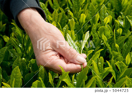 茶摘み 茶摘み 5044725