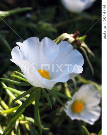 マツバボタン 5044744