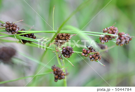 カヤツリグサ 5044784