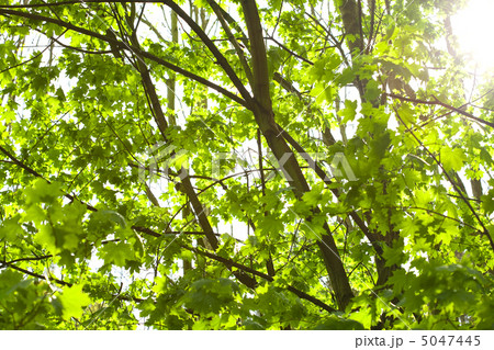 green maple tree on the background of the sunny sky green maple tree on the background of the sunny sky 5047445