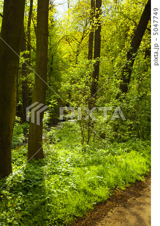 path in green forest 5047749