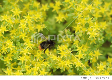 コマルハナバチとコモチマンネングサ 5047971