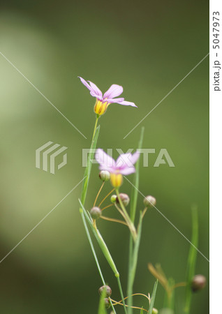 ニワゼキショウ 5047973