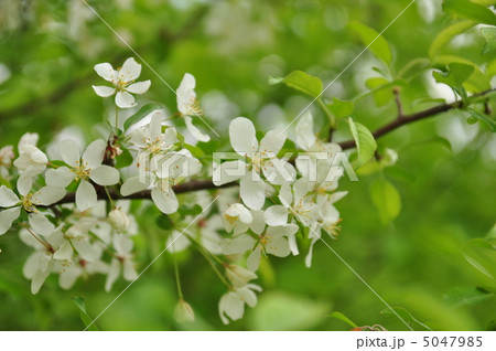 こなしの花 こなしの花 5047985