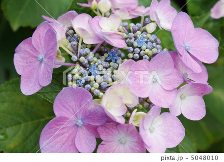 １４　ガク　アジサイ　花　赤紫色 5048010