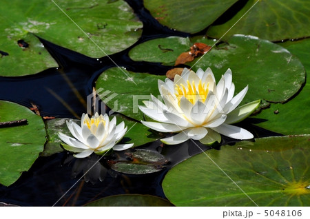 睡蓮 5048106