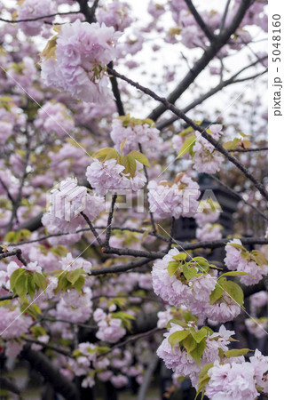 小手毬（こでまり） 5048160