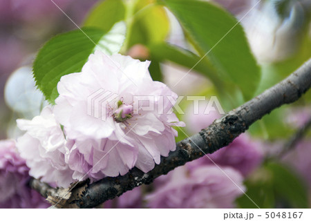 数珠掛桜（じゅずかけざくら） 5048167