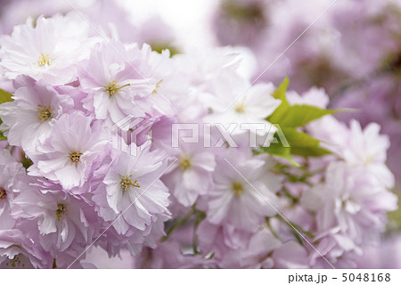 簪桜（かんざしざくら） 5048168