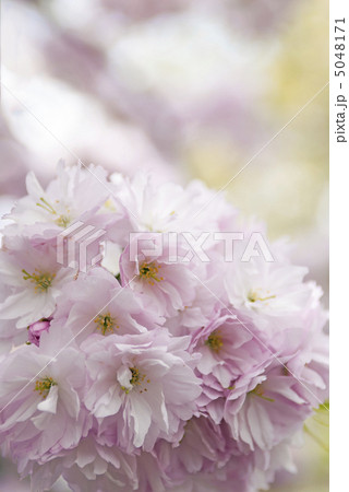 簪桜（かんざしざくら） 5048171