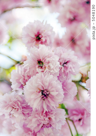 数珠掛桜(じゅずかけざくら) 数珠掛桜(じゅずかけざくら) 5048190