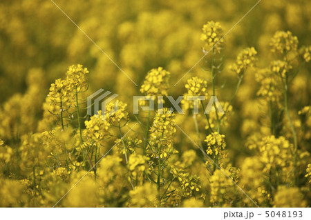 キガラシ 5048193