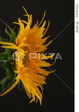 ひまわり 5048303