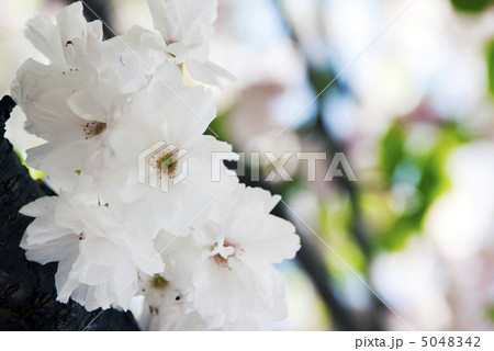 蘭蘭（らんらん） 5048342