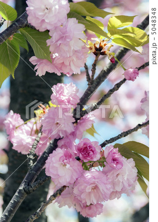 紅華（こうか） 5048348