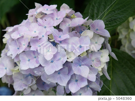 16 アジサイ 花 薄紫色 16 アジサイ 花 薄紫色 5048360