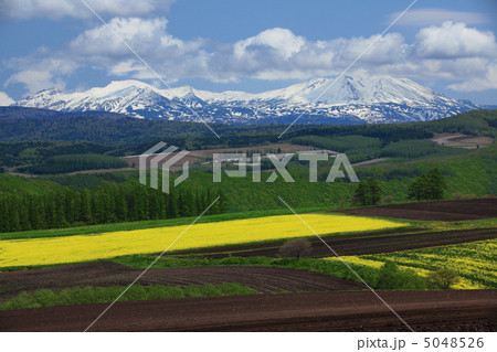 春　大雪山と菜の花畑 5048526