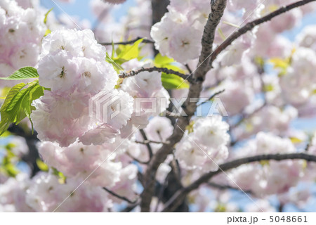 松月（しょうげつ） 5048661