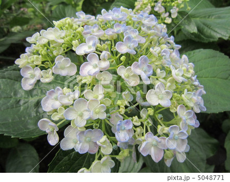 紫陽花 紫陽花 5048771