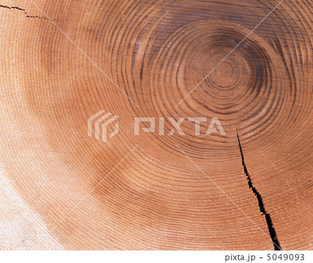 模様の旋律 5049093