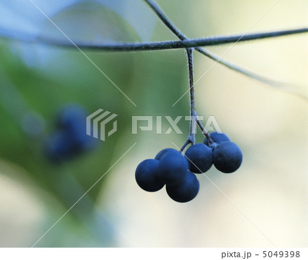 小さな四季 5049398