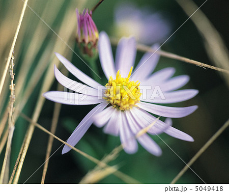 小さな四季 5049418