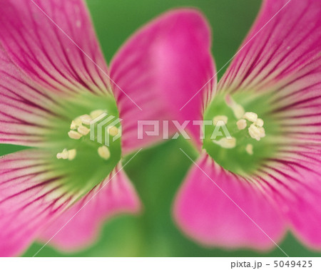 小さな四季 小さな四季 5049425