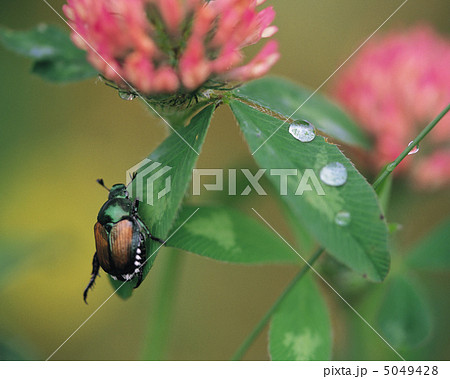 小さな四季 5049428