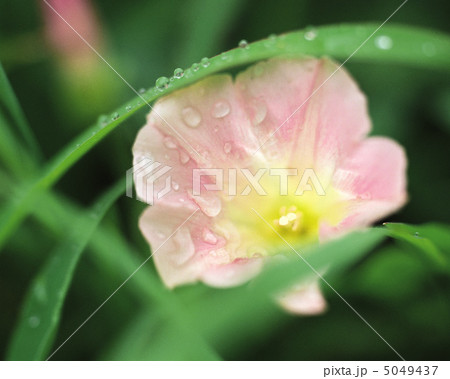 小さな四季 5049437