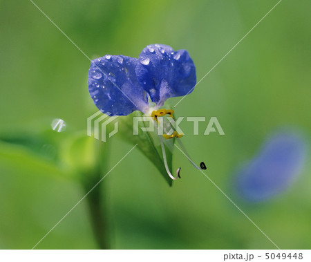 小さな四季 小さな四季 5049448