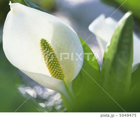 小さな四季 小さな四季 5049475