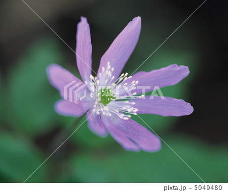 小さな四季 小さな四季 5049480