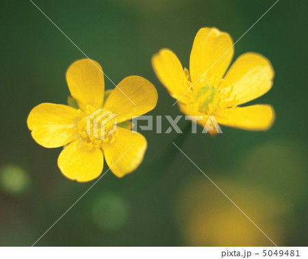 小さな四季 小さな四季 5049481