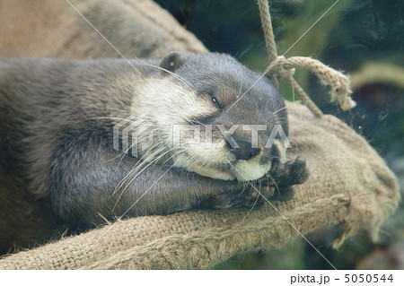 お休み中のコツメカワウソ 5050544