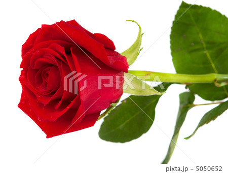 red rose isolated 5050652
