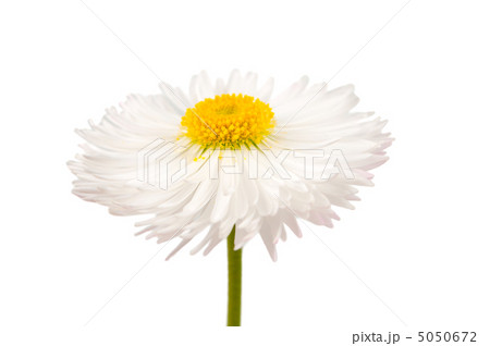 marguerite isolated 5050672