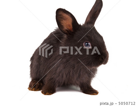 Small racy dwarf black bunny isolated 5050712