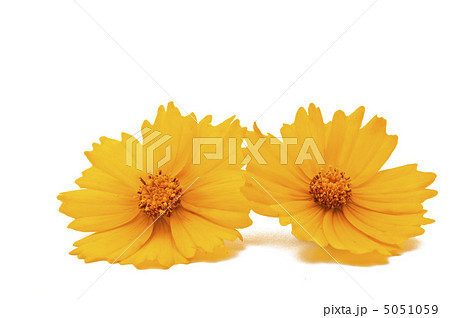 yellow flower isolated yellow flower isolated 5051059