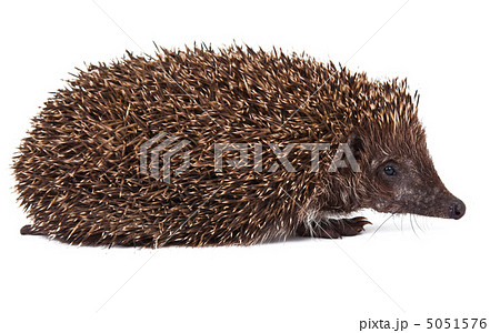 Hedgehog 5051576
