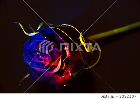 conceptually illuminated rose on a black background conceptually illuminated rose on a black background 5052307