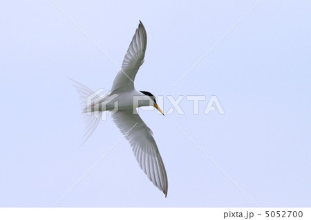 コアジサシ 5052700