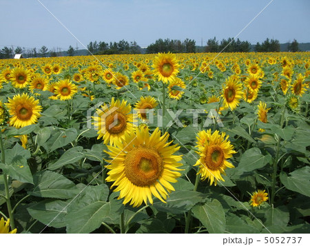 ひまわり畑 5052737