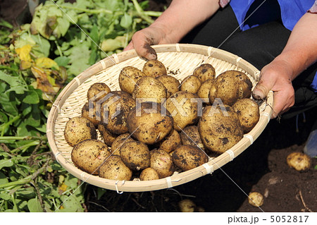ジャガイモの収穫 5052817