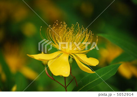 ビョウヤナギ ビョウヤナギ 5052914