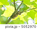 ミヤマクワガタ 5052970