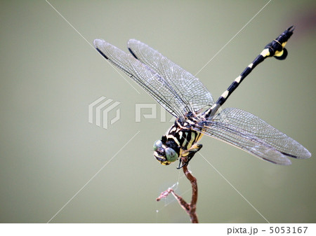 ウチワヤンマ 5053167