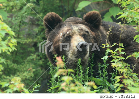 エゾヒグマ 5053212