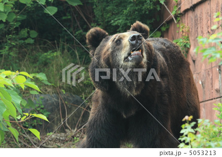 エゾヒグマ 5053213