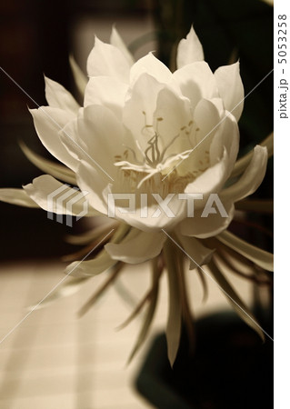 月下美人 月下美人 5053258